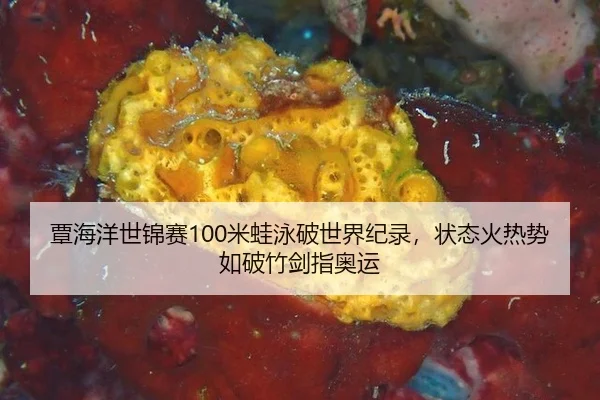 覃海洋世锦赛100米蛙泳破世界纪录，状态火热势如破竹剑指奥运
